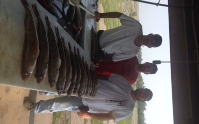 Nice Walleye caught on Lake Oahe August 30, 2015