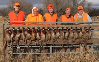 Another Great South Dakota Pheasant Hunt