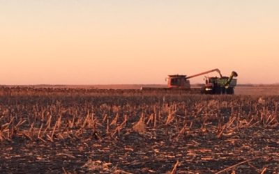 Wet Sunflower Harvest almost complete