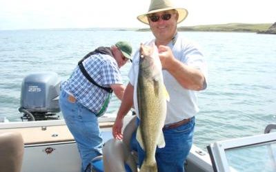 Large Walleye Starting to Bite on Oahe