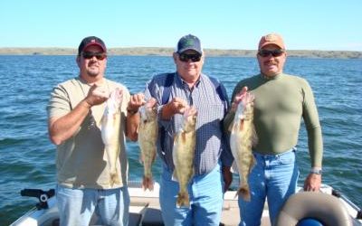 Large Walleyes Biting on Lake Oahe