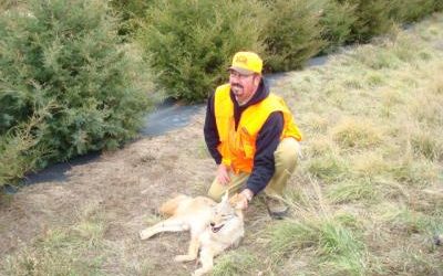 Coyote Taken While Pheasant Hunting