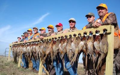 Excellent Pheasant Hunting After Harvest
