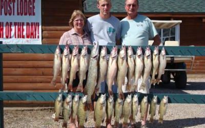 Large Walleyes Biting in August