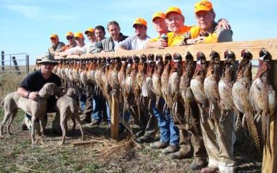 Our Best Pheasant Hunting in 20 Years