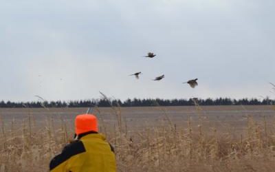Pheasant Numbers Here Like The 1940’s