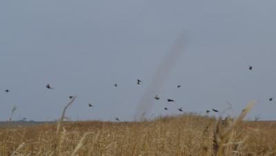Hunting Strips Full of Pheasants