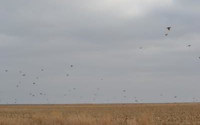 Pheasants Fill the Sky