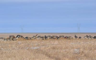 Goose Hunts Over Decoys