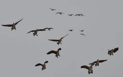 “Take em” 2/10/2010