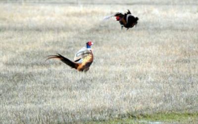 Pheasant Breeding Season has Begun