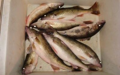 Try Winter Fishing Here in a Boat -Jan. 4th 2012