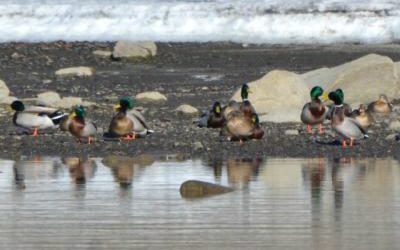 Mallards Finally Arrive Here – A Week Late