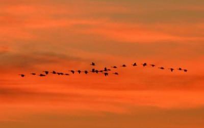 More Geese Now – Season Open Till Feb. 10th