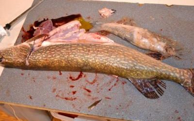 So you want to go swimming in Lake Oahe?