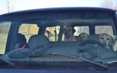 Dogs Driving Around