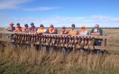 Pheasant Hunting 2015