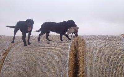 Our Hunting Dogs Get Downed birds on Bales