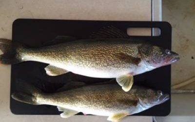 Lake Oahe Fishing Forecast March 16, 2016