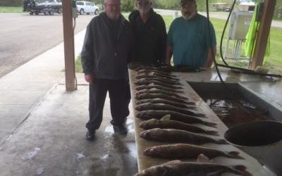 Walleye Limits are Coming In Each Day 5/9/17