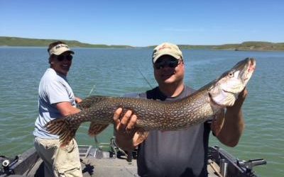 An Occasional Northern Pike