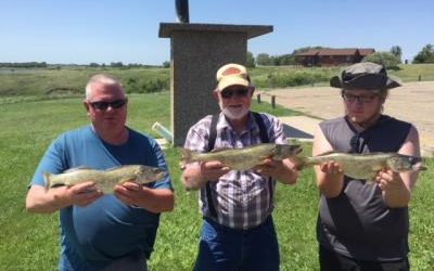 Oahe Walleye Growing Nicely