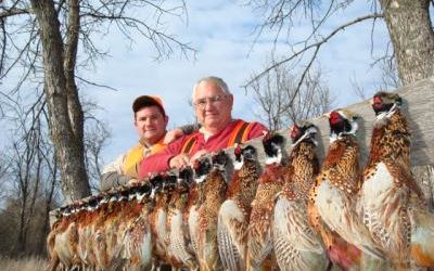 Pheasant Hunting Guide