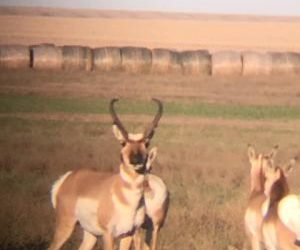 Nice Goat 1/2 mile north of farm