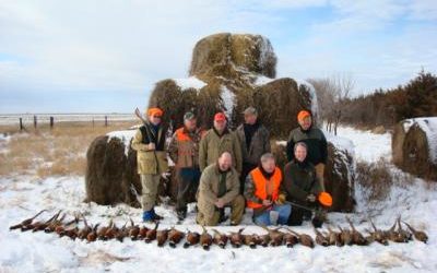 Hunting Pheasant