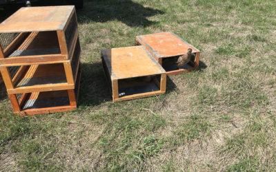 Releasing Bred Hen Pheasants for Wild Bird Hunting in 2019