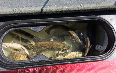Walleye bite at West Bend on Lake Sharpe