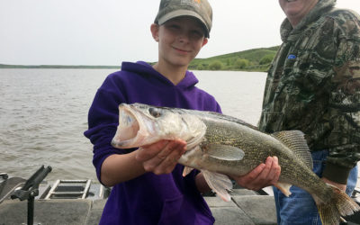 Healthy Lake Oahe Walleyes