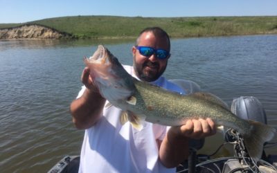 Big Oahe Walleye Caught and Released
