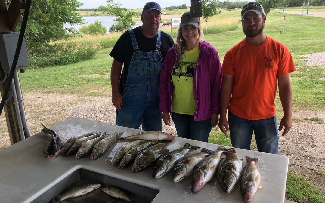 Healthy walleyes continue to grow on Lake Oahe