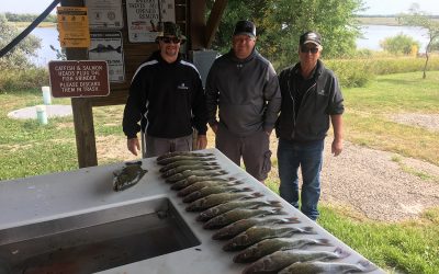 Nice walleyes caught in Lake Sharpe near Pierre