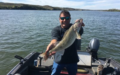 25 inch Walleye Released on Lake Sharpe