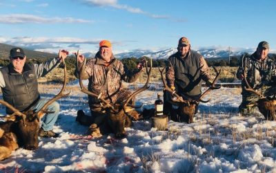 Elk Hunt in New Mexico