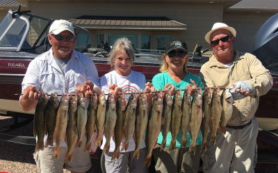 Lake Oahe Walleyes