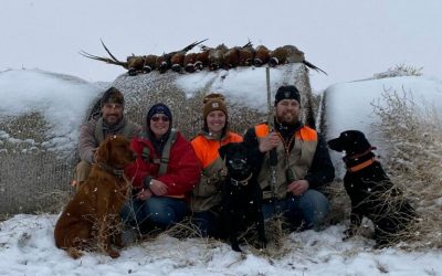 Great Winter for the Pheasant Population