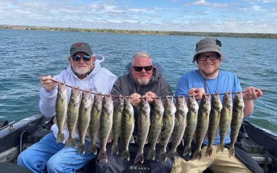 Walleye Bite in Pierre