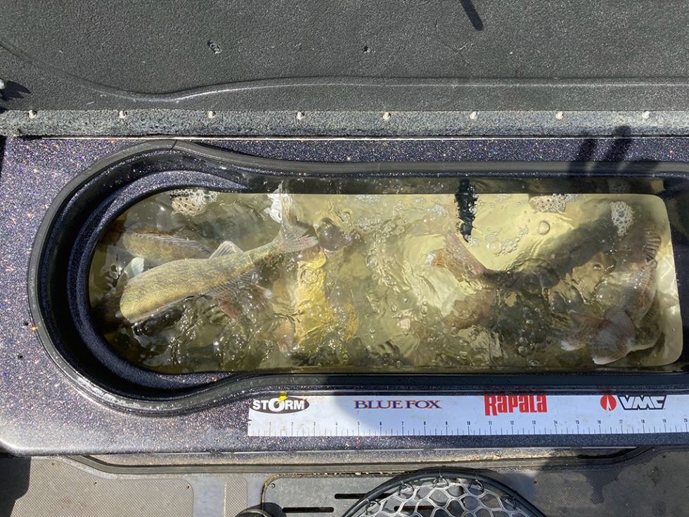 Bringing Home Limits Dave Spaid Guiding