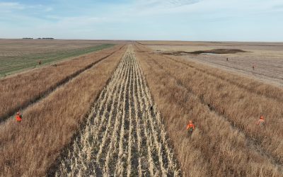 Pheasant Hunting Approaching