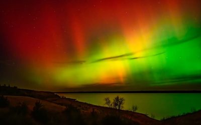 The rooster pheasant God was out last night.